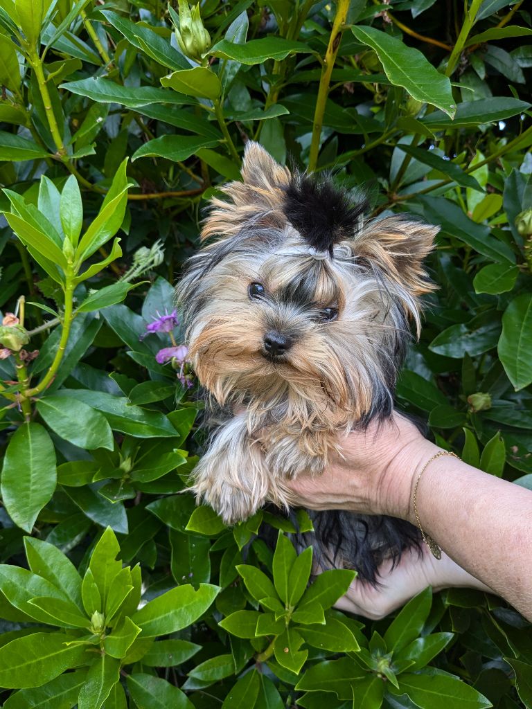 Althea (Sans Affixe)