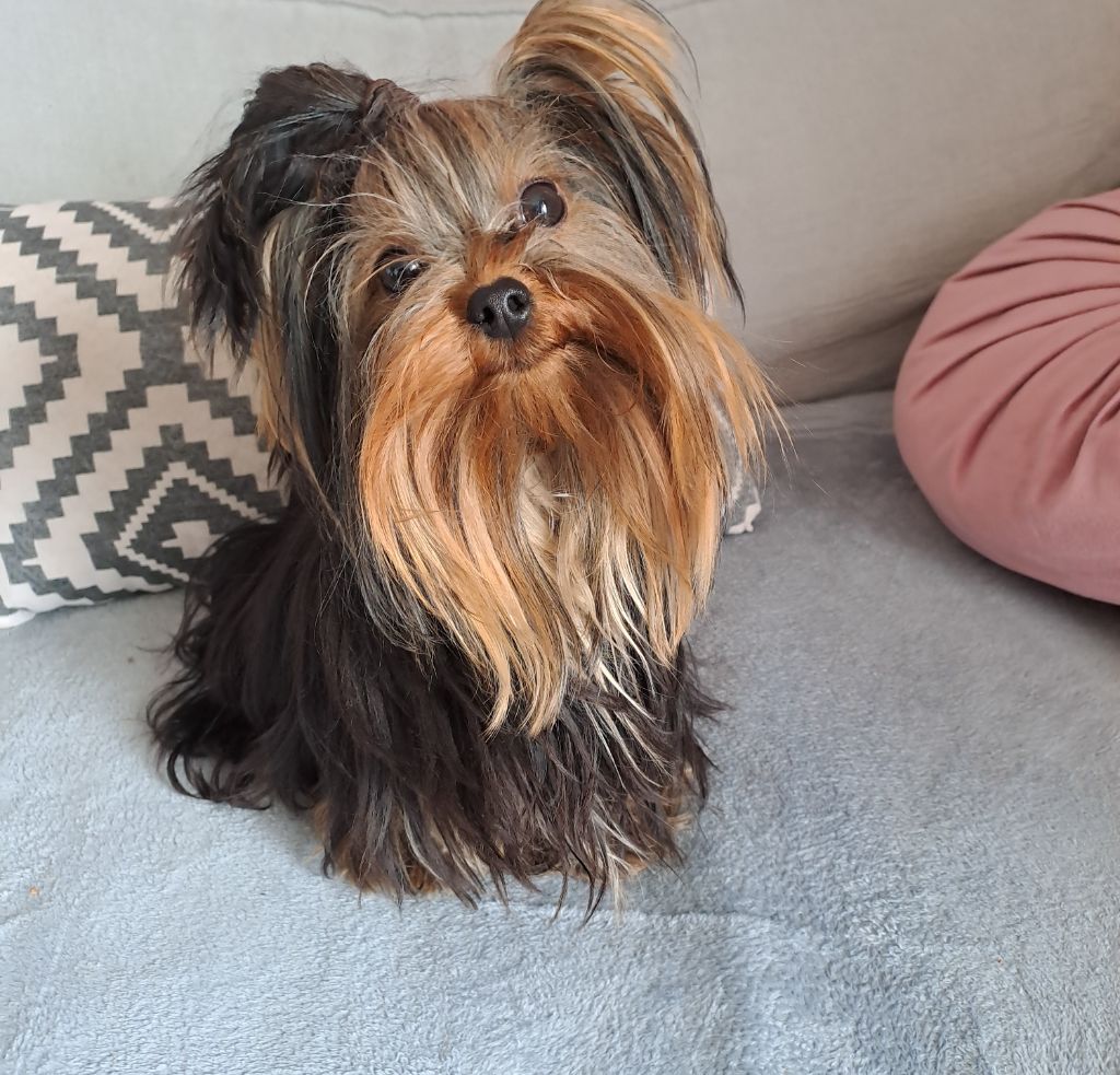 Uther Du Sphinx D'Emeraude