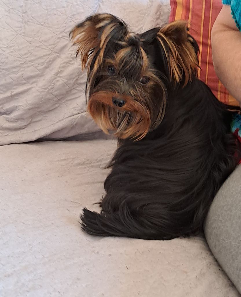 Chiots yorkshires LOF 