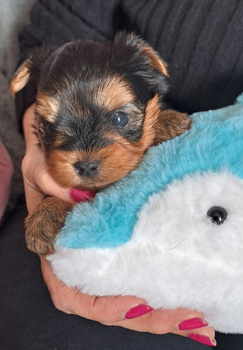 Chiot Yorkshire Terrier Du Sphinx D'Emeraude