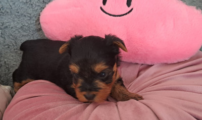 Chiot N°3