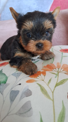 BB